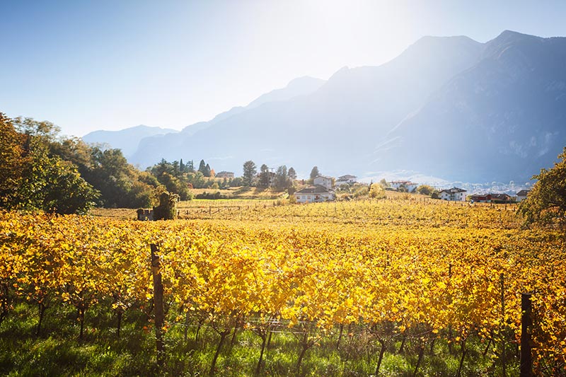 Vigne in Trentino